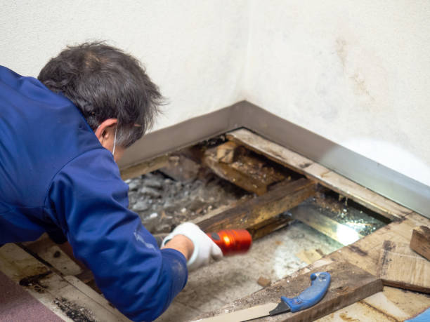 Best Office Mold Removal Services  in Coquille, OR