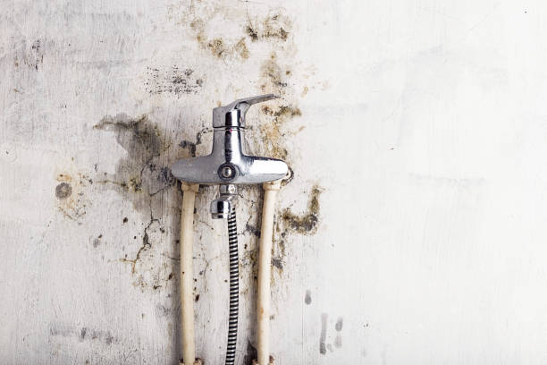 Office Mold Removal Services in Coquille, OR