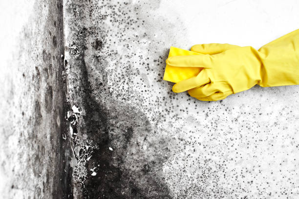 Best Mold Remediation Services  in Coquille, OR