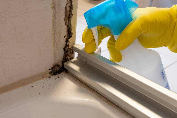 Mold Testing and Removal in Coquille, OR