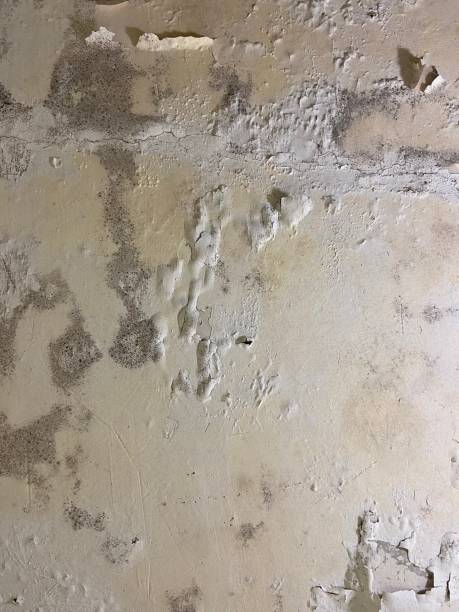 Best Residential Mold Removal  in Coquille, OR