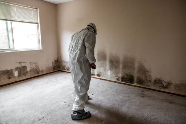 Best Black Mold Removal  in Coquille, OR