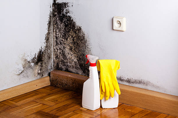 Best Mold Cleaning Services  in Coquille, OR