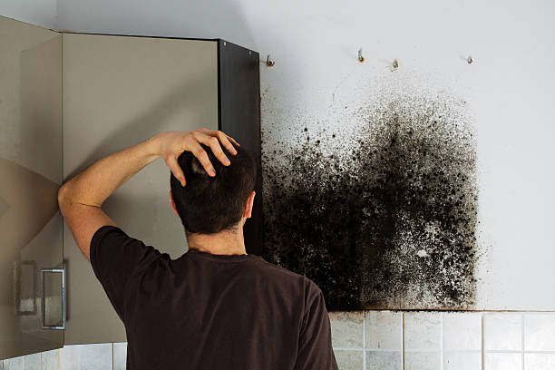 Best Emergency Mold Removal  in Coquille, OR