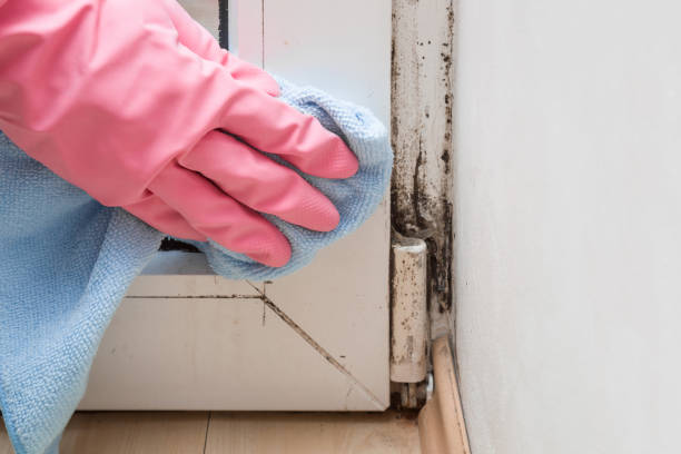 Best Commercial Mold Removal  in Coquille, OR