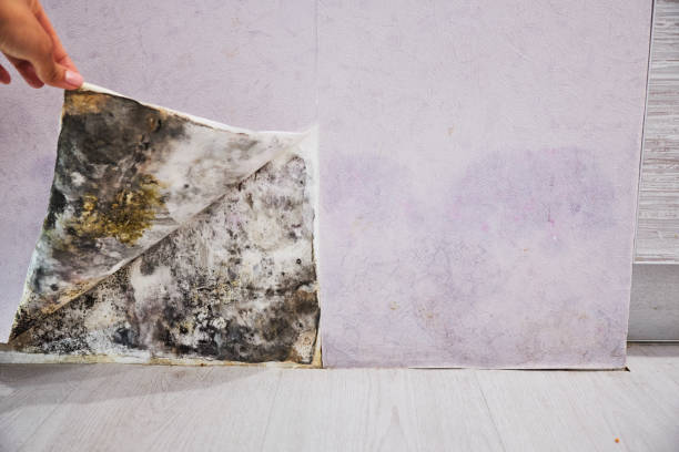 Professional Mold Removal in Coquille, OR